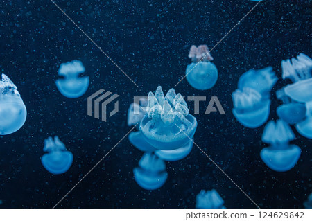 underwater photography jellyfish Blue Blubber Jelly, Catostylus mosaicus underwater photography jellyfish Blue Blubber Jelly, Catostylus mosaicus 124629842