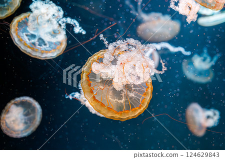 underwater photography jellyfish Chrysaora fuscescens, Pacific sea nettle, West Coast sea nettle 124629843