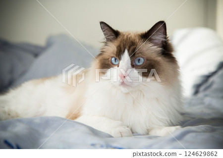 big fluffy cat lying on bed, ragdoll breed 124629862