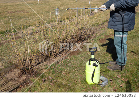 Gardener spraying blackcurrant bushes on blossoming buds Gardener spraying blackcurrant bushes on blossoming buds 124630058