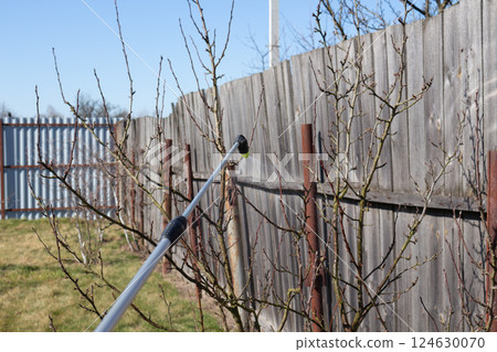 Treatment of plums in the spring from a sprayer against diseases and pests 124630070