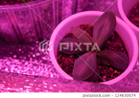 Small sprout of eustoma in a container under the light of a phytolamp in spring Small sprout of eustoma in a container under the light of a phytolamp in spring 124630074