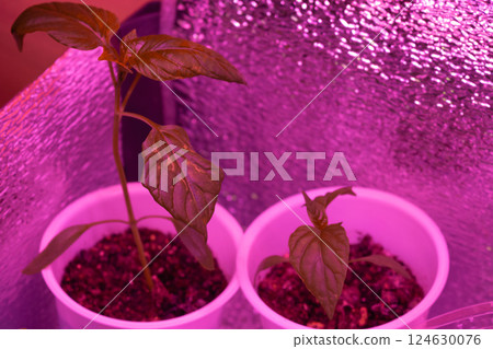 Young bell pepper sprouts in red light under a phyto lamp Young bell pepper sprouts in red light under a phyto lamp 124630076