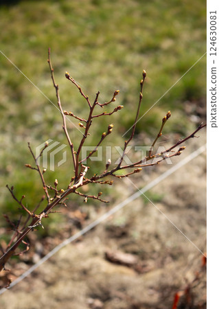 Swollen buds on young blueberry branches in spring 124630081