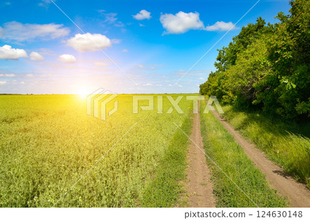 Bright sunrise on young pea field and blue sky with white clouds. 124630148