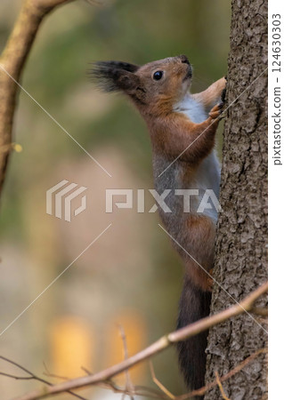 Portrait of wild red squirrel on tree trunk. 124630303
