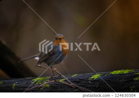 Robin redbreast (Erithacus rubecula) is small brownish 124630304