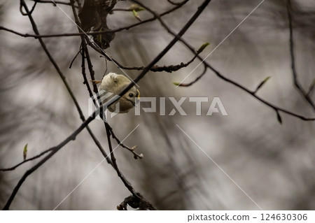 Golden-crowned Kinglet in natural habitat ( Golden-crowned Kinglet in natural habitat ( 124630306