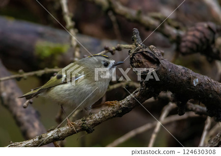 Golden-crowned Kinglet in natural habitat 124630308