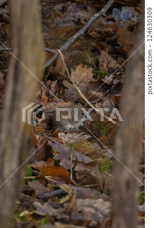 Small vole with reddish-brown fur eating seeds Small vole with reddish-brown fur eating seeds 124630309