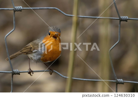 Redbreast (Erithacus rubecula) is small brownish Redbreast (Erithacus rubecula) is small brownish 124630310