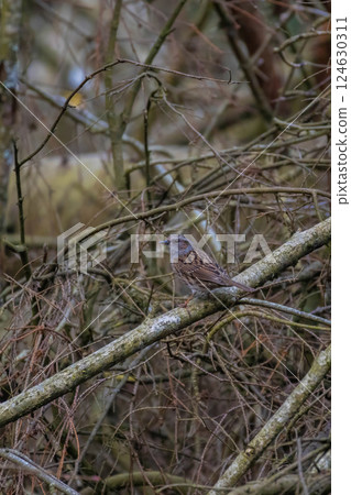 hedge sparrow (Prunella modularis) during early spring 124630311