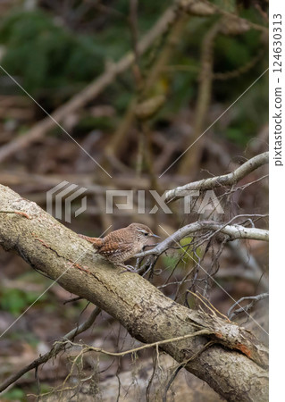 Eurasian Wren (Troglodytes troglodytes) on the branch. Eurasian Wren (Troglodytes troglodytes) on the branch. 124630313