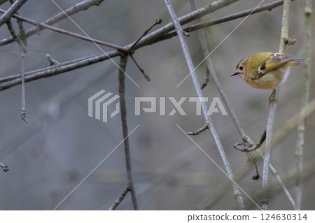 goldcrest (Regulus regulus) a very small passerine bird goldcrest (Regulus regulus) a very small passerine bird 124630314