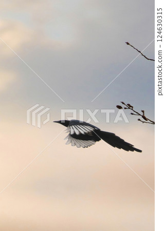 Eurasian Magpie (Pica pica) Flying on sunset Eurasian Magpie (Pica pica) Flying on sunset 124630315