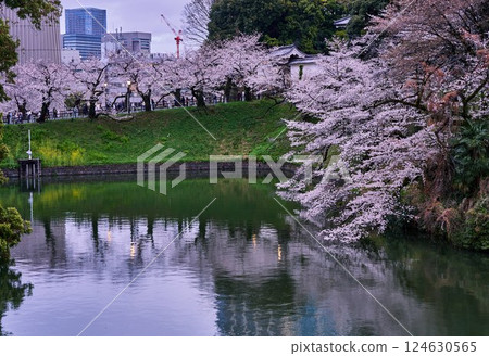 千鳥淵櫻花與城市的融合 千鳥淵櫻花與城市的融合 124630565