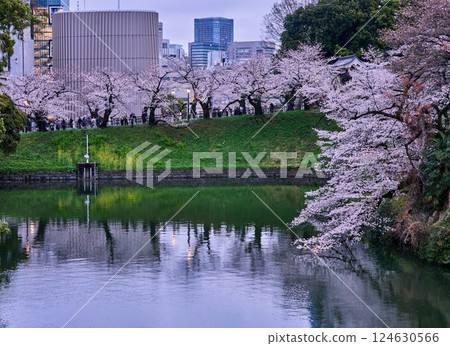 千鳥淵櫻花與城市的融合 千鳥淵櫻花與城市的融合 124630566