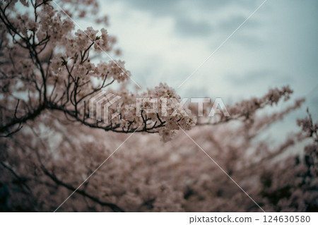 多雲和櫻花 124630580