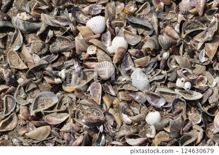 Close-up view of a diverse collection of small colorful seashells Close-up view of a diverse collection of small colorful seashells 124630679