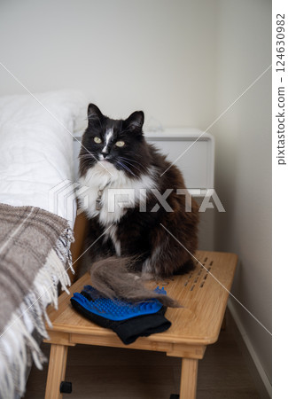 Cute black and white cat and grooming glove with pet's hair on floor 124630982