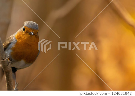 Red robin (Erithacus rubecula) garden on bright background 124631942