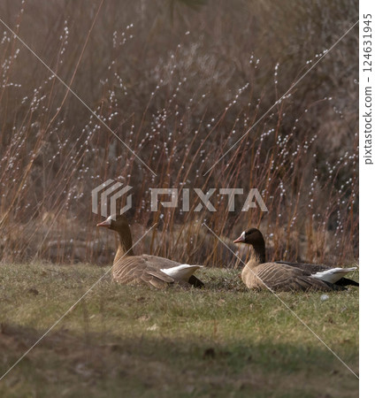 The white fronted goose (Anser albifrons) is a species of large goose The white fronted goose (Anser albifrons) is a species of large goose 124631945