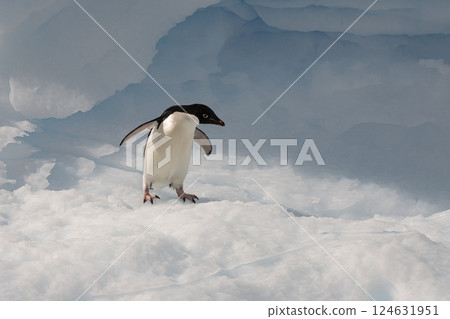 Adelie Penguin on the iceberg in Antarctica Adelie Penguin on the iceberg in Antarctica 124631951