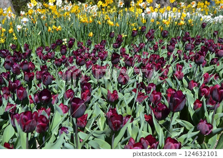 Vibrant spring blooms in Madrid's botanical garden. Burgundy tulips 124632101