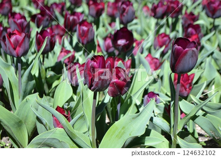 Vibrant red tulips in bloom at Madrid's botanical garden. Burgundy tulips Vibrant red tulips in bloom at Madrid's botanical garden. Burgundy tulips 124632102