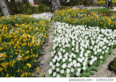 Vibrant spring blooms in Madrid's botanical garden. White tulips and yellow daffodils 124632104