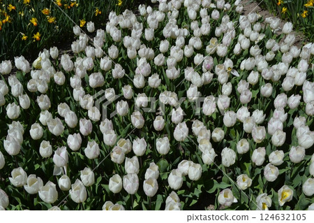 Lush white tulips in bloom at Madrid botanical garden Lush white tulips in bloom at Madrid botanical garden 124632105