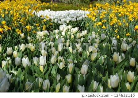 Vibrant springtime tulips and daffodils in Madrid botanical garden 124632110