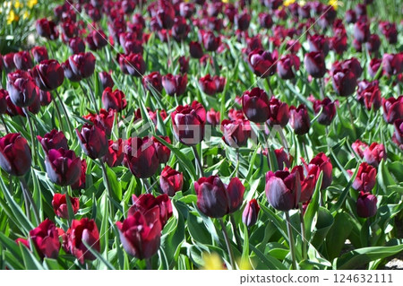 Vibrant tulip field in Madrid's botanical garden for nature and floral enthusiasts Vibrant tulip field in Madrid's botanical garden for nature and floral enthusiasts 124632111