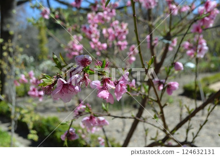 Blossoming peach tree - paraguayo - prunus persica in botanical garden, Madrid - nature's spring display 124632131