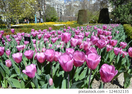 Vibrant springtime in Madrid's botanical garden featuring blooming tulips 124632135