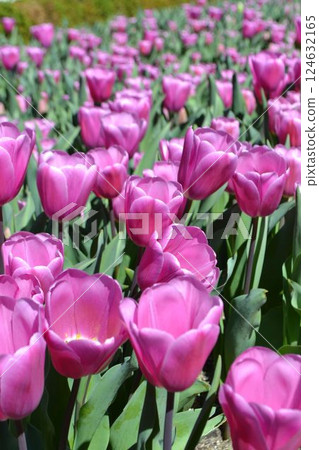 Vibrant pink tulips in Madrid botanical garden, nature conservation and spring beauty 124632165