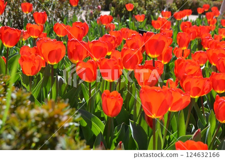 Vibrant red tulips in bloom at Madrid botanical garden 124632166