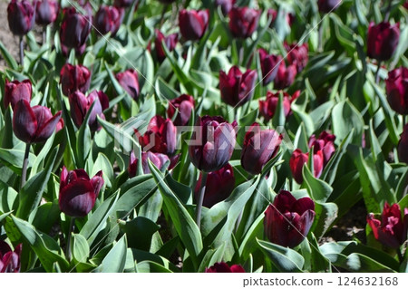 Vibrant tulips in madrid botanical garden for springtime inspiration and floral design. Burgundy tulips 124632168