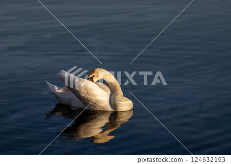 A graceful swan preens its feathers on calm, dark blue water. Its elegant white body reflects beautifully on the surface, illuminated by soft, golden sunlight. A graceful swan preens its feathers on calm, dark blue water. Its elegant white body reflects beautifully on the surface, illuminated by soft, golden sunlight. 124632193