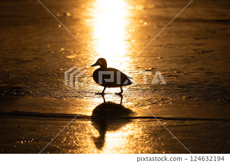 A duck silhouette walks across golden ice, illuminated by the warm glow of a bright sunset. Its reflection shimmers on the textured, glistening surface, creating a peaceful, dramatic scene. A duck silhouette walks across golden ice, illuminated by the warm glow of a bright sunset. Its reflection shimmers on the textured, glistening surface, creating a peaceful, dramatic scene. 124632194