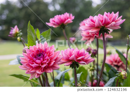 A close-up red dahlias in full bloom with delicate petals and lush green leaves. The flowers are fresh, detailed, and striking against a blurred natural background, creating a vivid garden scene. 124632196