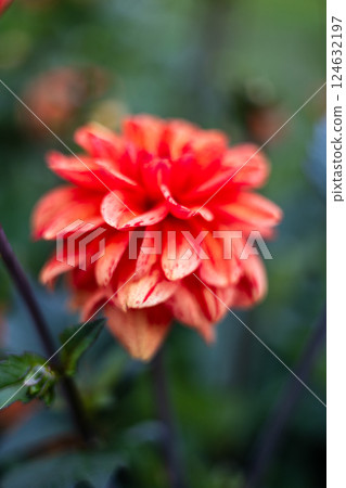 A close-up red dahlias in full bloom with delicate petals and lush green leaves. The flowers are fresh, detailed, and striking against a blurred natural background, creating a vivid garden scene. 124632197