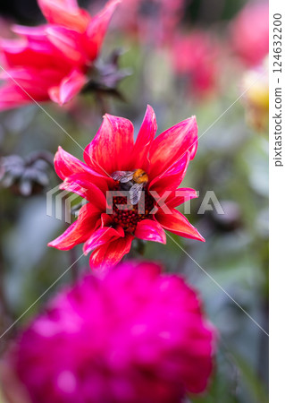 A close-up red dahlias in full bloom with delicate petals and lush green leaves. The flowers are fresh, detailed, and striking against a blurred natural background, creating a vivid garden scene. 124632200
