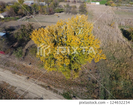 Yellow leaves on a silver poplar, top view 124632234