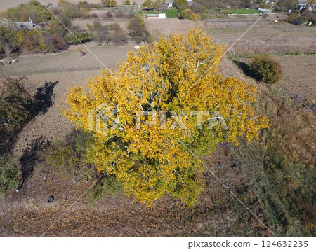 Yellow leaves on a silver poplar, top view 124632235