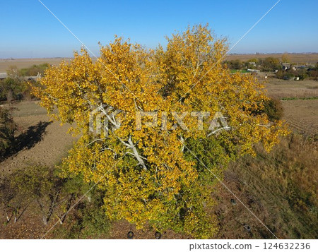Yellow leaves on a silver poplar, top view 124632236