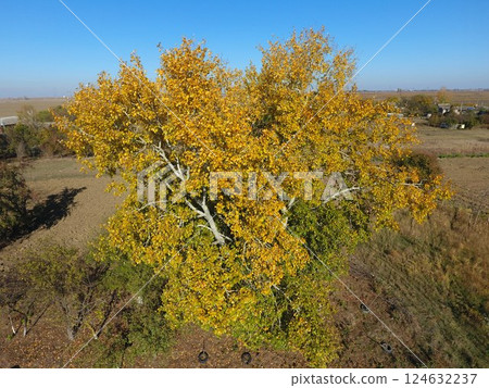 Yellow leaves on a silver poplar, top view 124632237