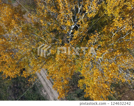 Yellow leaves on a silver poplar, top view Yellow leaves on a silver poplar, top view 124632242