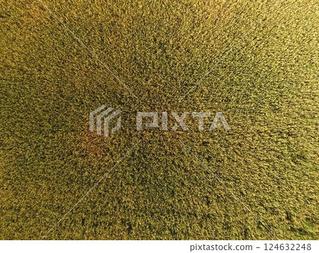 Ripening wheat. Green unripe wheat is a top view. Wheat field Ripening wheat. Green unripe wheat is a top view. Wheat field 124632248