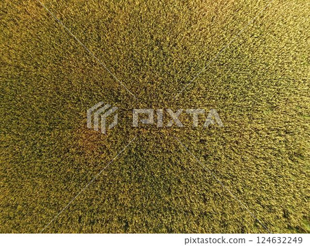 Ripening wheat. Green unripe wheat is a top view. Wheat field 124632249